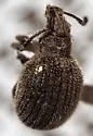 Sagebrush Weevil - photo 2