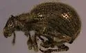 Sagebrush Weevil - photo 3
