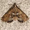 Dimorphic Leafcutter Moth - Hodges#4769