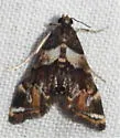 Dimorphic Leafcutter Moth - Hodges#4769 - photo 2