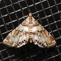 Dimorphic Leafcutter Moth - Hodges#4769 - photo 4