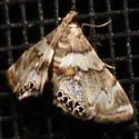 Dimorphic Leafcutter Moth - Hodges#4769 - photo 5