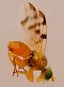 Neaspilota (Neorellia) achilleae