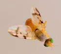 Neaspilota (Neorellia) achilleae - photo 2
