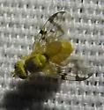 Neaspilota (Neorellia) achilleae - photo 3