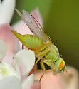 Neaspilota aenigma