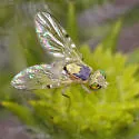 Neaspilota (Neorellia) signifera