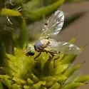 Neaspilota (Neorellia) signifera - photo 2