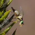 Neaspilota (Neorellia) signifera - photo 3