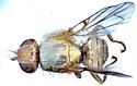 Neaspilota viridescens