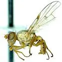 Neaspilota viridescens - photo 2