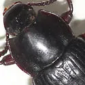 Neatus tenebrioides - Neatus tenebrioides