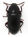 Neatus tenebrioides - photo 2