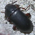 Neatus tenebrioides - photo 3
