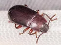 Neatus tenebrioides - photo 4