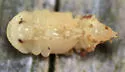 Neatus tenebrioides - photo 5