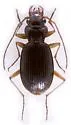 Nebria appalachia