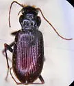 Nebria arkansana