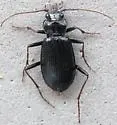 Nebria arkansana - photo 2
