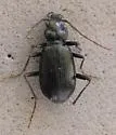Nebria arkansana - photo 3
