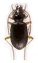 Nebria bellorum