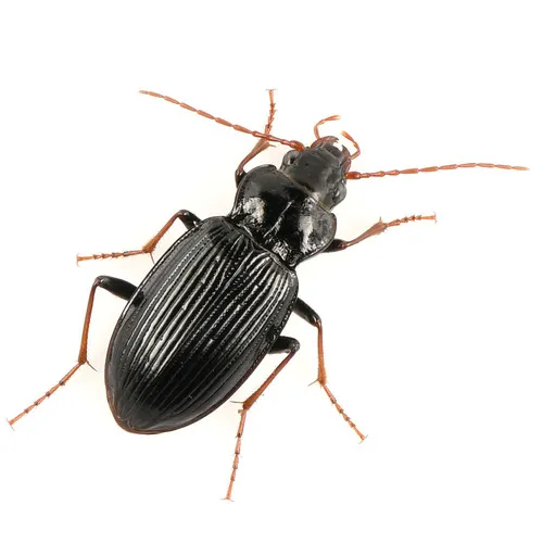 Nebria brevicollis