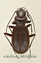 Nebria coloradensis