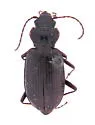 Nebria crassicornis