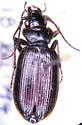 Nebria crassicornis - photo 2