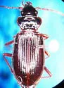 Nebria crassicornis - photo 3