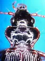 Nebria crassicornis - photo 4