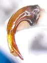 Nebria crassicornis - photo 5