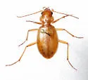 Nebria diversa - Nebria diversa