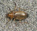 Nebria diversa - photo 2