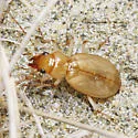 Nebria diversa - photo 3