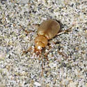 Nebria diversa - photo 4