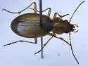 Nebria diversa - photo 5
