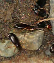 Nebria eschscholtzii