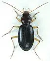 Nebria eschscholtzii - photo 2