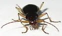 Nebria eschscholtzii - photo 4