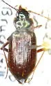 Nebria frigida