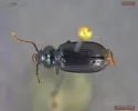 Nebria frigida - photo 2