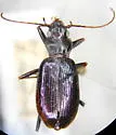 Nebria gebleri