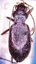 Nebria gebleri - photo 2