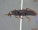 Nebria gregaria - photo 2