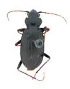Nebria gyllenhali - Nebria gyllenhali