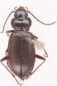 Nebria gyllenhali - photo 2
