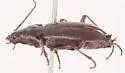 Nebria gyllenhali - photo 3