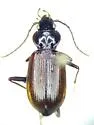 Nebria gyllenhali - photo 4