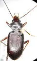 Nebria hudsonica - Nebria hudsonica